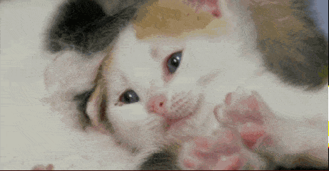 11IMG_0562.gif