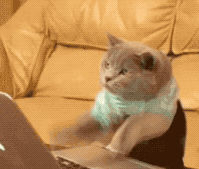 11IMG_0568.gif
