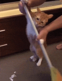 11IMG_0570.gif