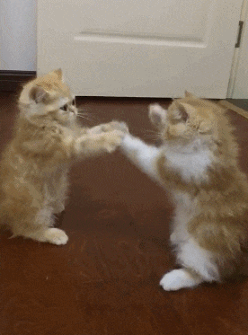 11IMG_0572.gif